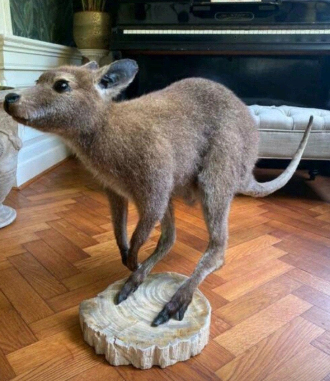 walaby taxidermy, Verzamelen, Ophalen of Verzenden