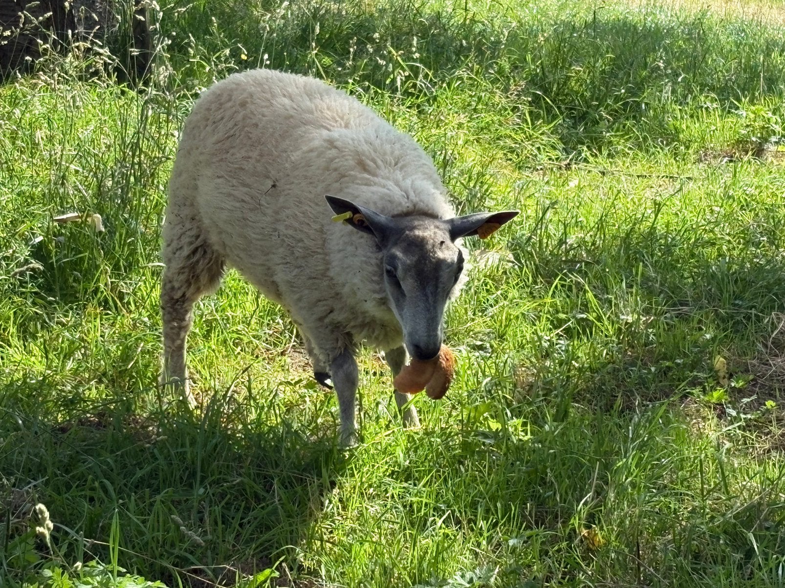 Ooien, Femelle, Mouton, 0 à 2 ans