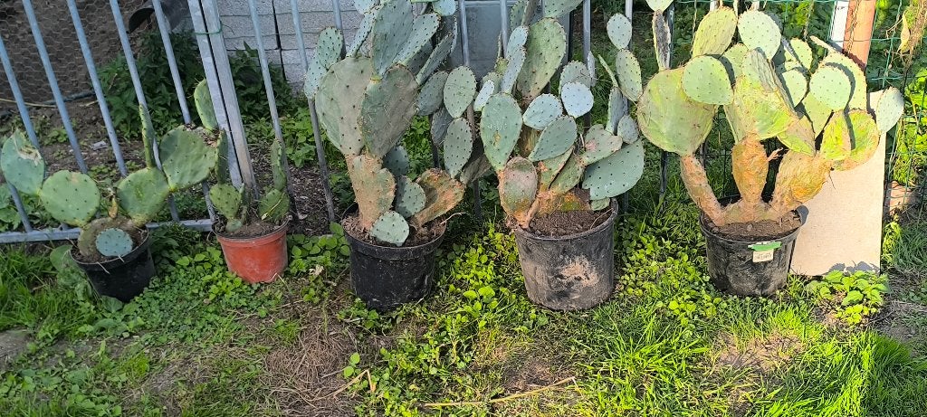 Cactus Opuntia (Figuier de Barbarie), Jardin & Terrasse, Autres espèces, Printemps, Plein soleil, Enlèvement