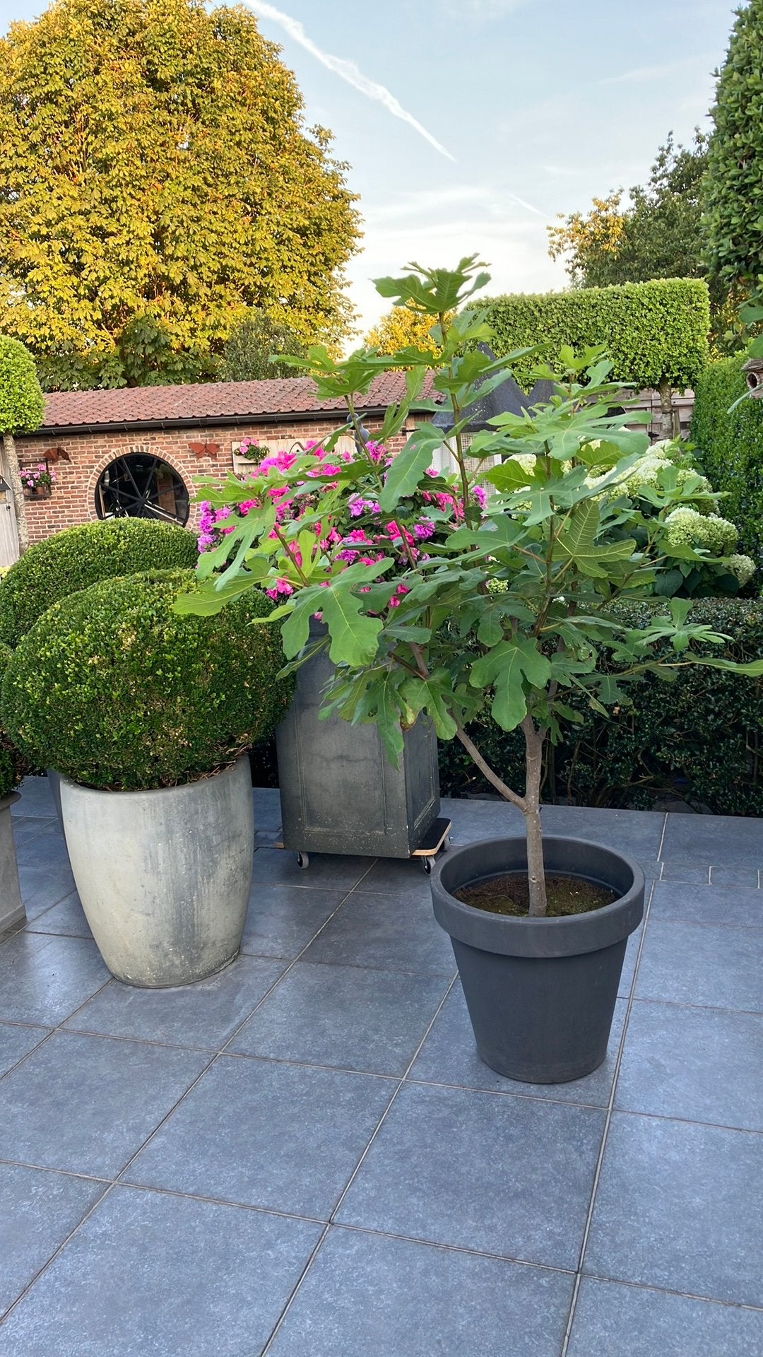 Vijgenboom in pot, Jardin & Terrasse, Plantes | Arbres, Enlèvement, En pot