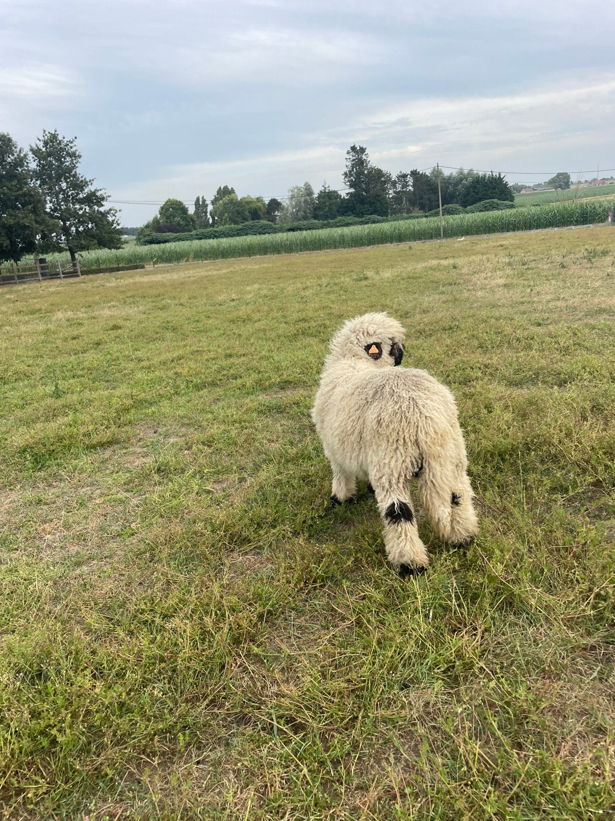 Ramlam te koop, WalliserSchwarznase, Animaux & Accessoires, Moutons, Chèvres & Cochons