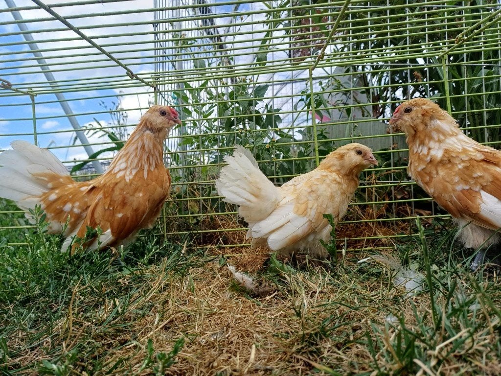 Antwerpse baardkriel | Koppel, Plusieurs animaux, Poule ou poulet