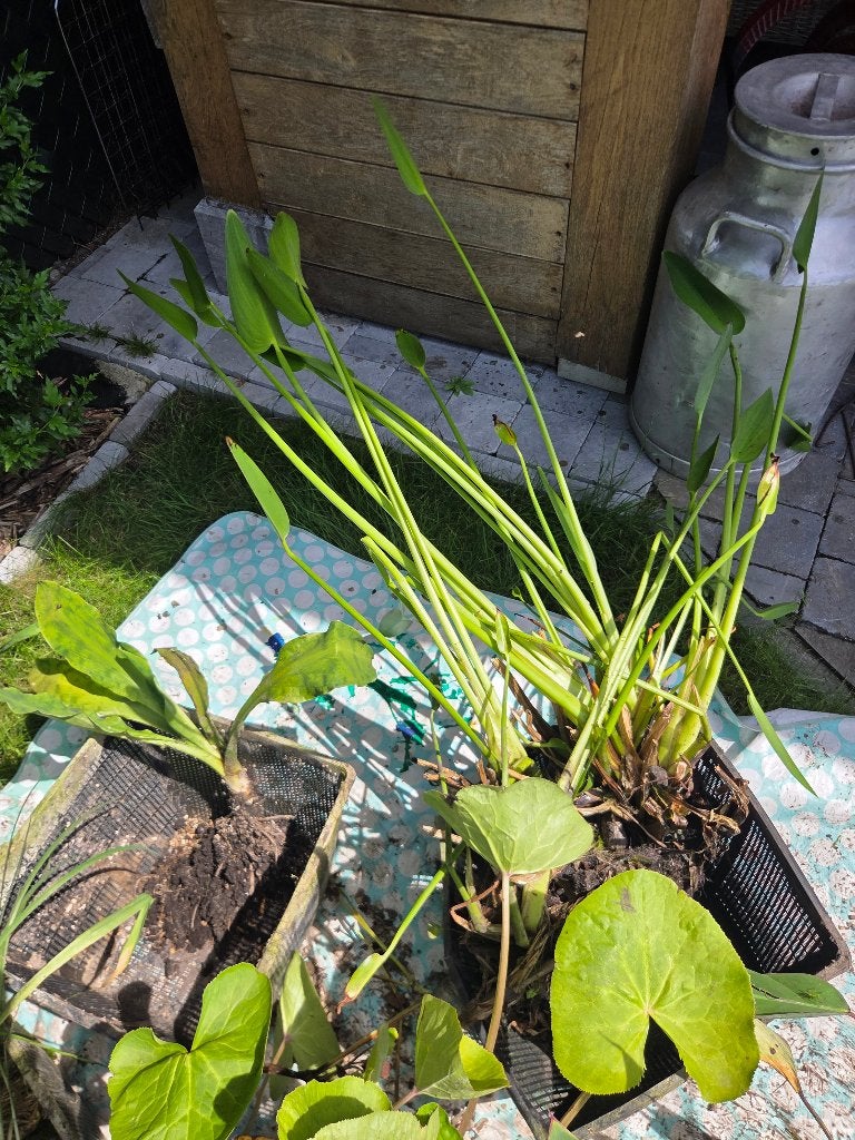 grote vijverplanten GRATIS !, Tuin en Terras, Ophalen