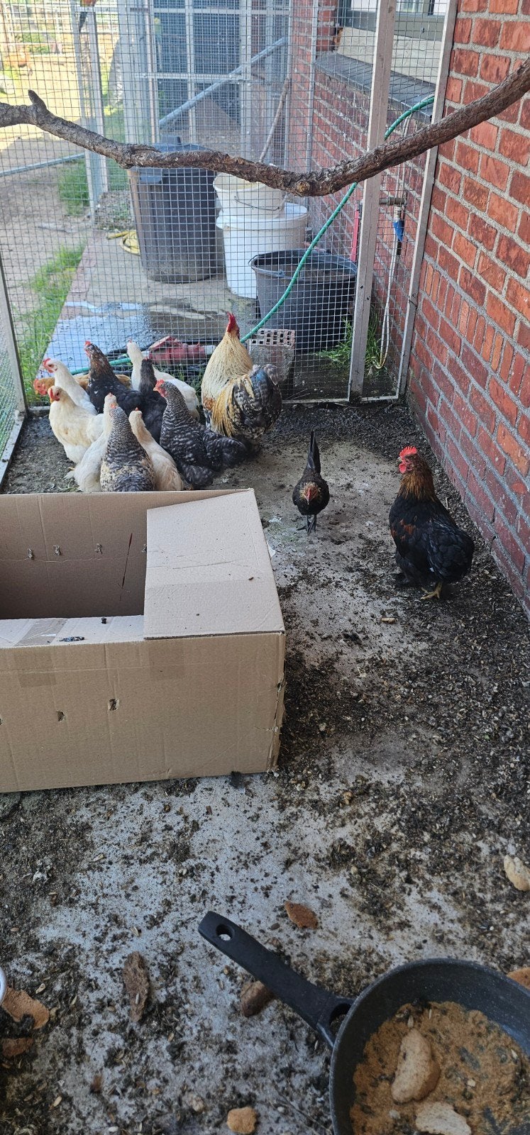Verschillende kleurslagen cochin kriel, Dieren en Toebehoren, Pluimvee
