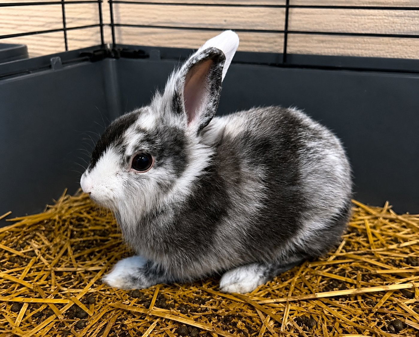 grijs-witte rammetje van 4 maanden oud zoekt nieuwe thuis, Dieren en Toebehoren, Konijnen, Mannelijk, Middelgroot, 0 tot 2 jaar