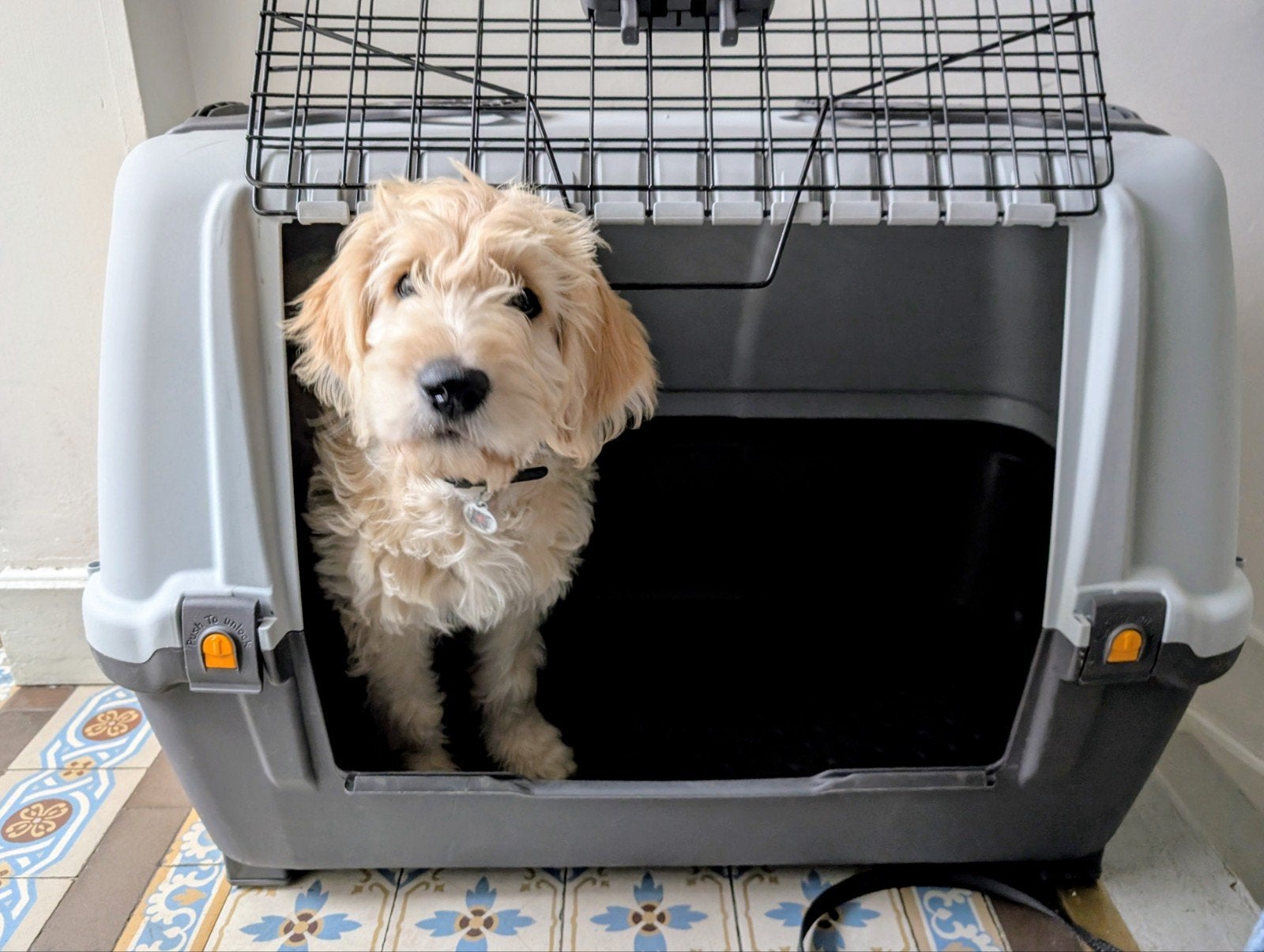 Caisse  de transport pour chien, Enlèvement, Comme neuf