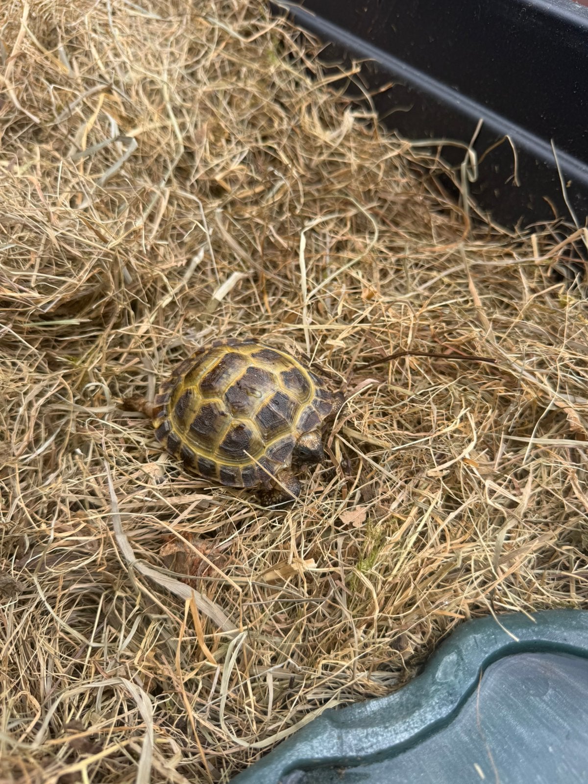 Vierteen landschildpad 4jaar.