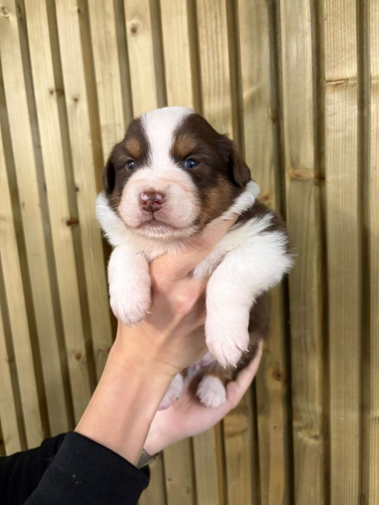 Chiots bergers australiens tricolores rouges, Plusieurs, Belgique, Berger, Plusieurs animaux