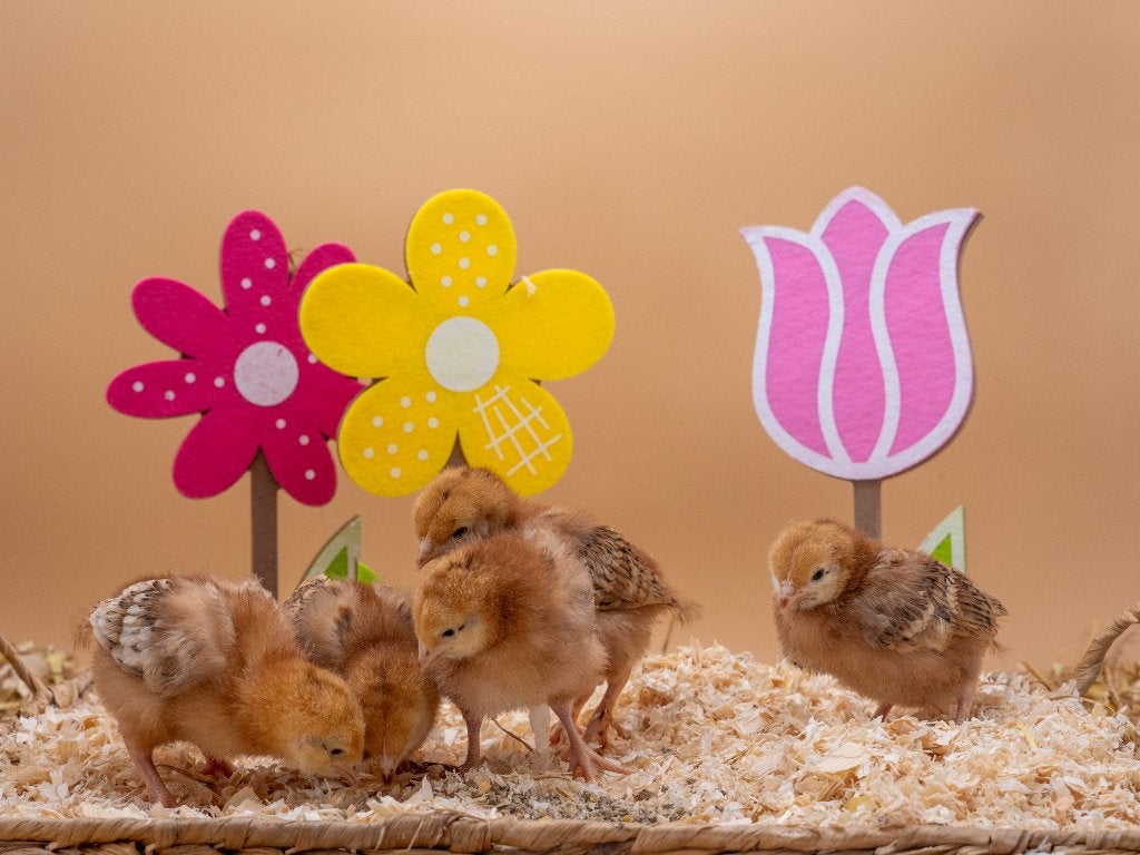 Jonge tamme Rhode Island Red kuikens gesekst en ingeënt, Dieren en Toebehoren