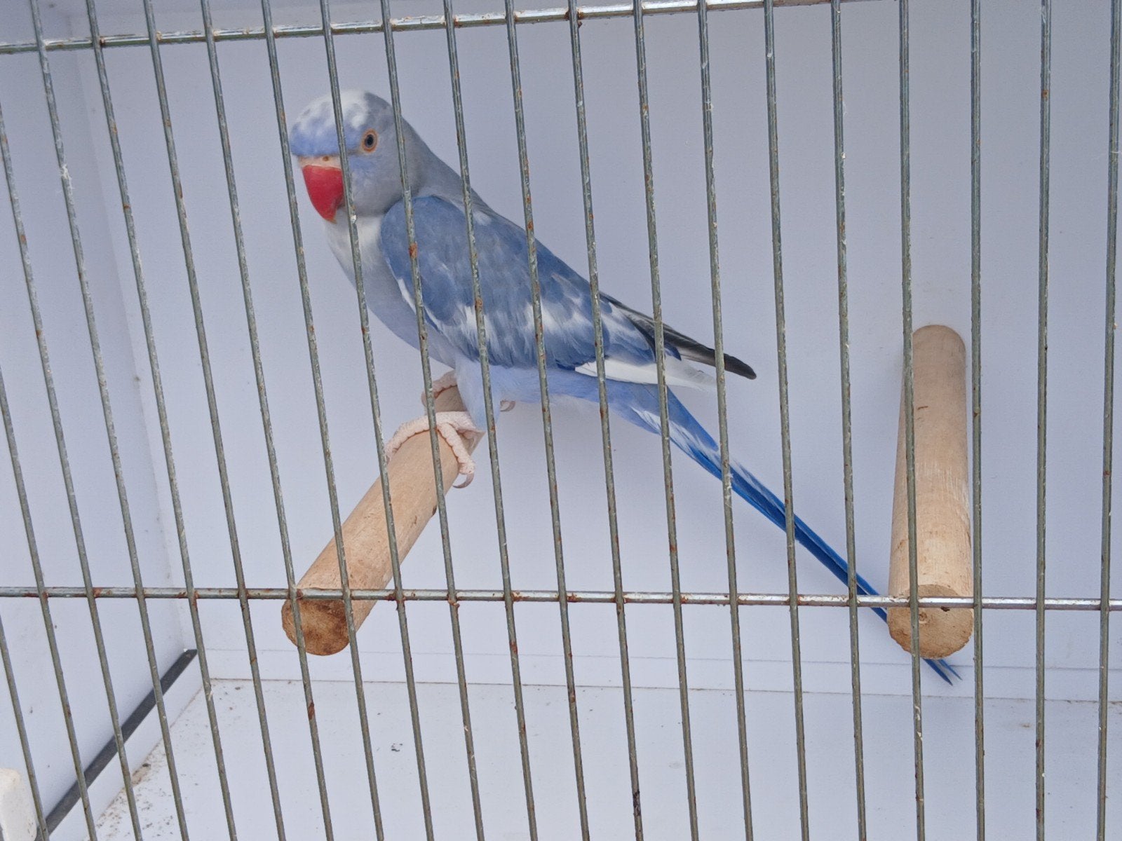 halsbandparkiet violet bont pop 2023