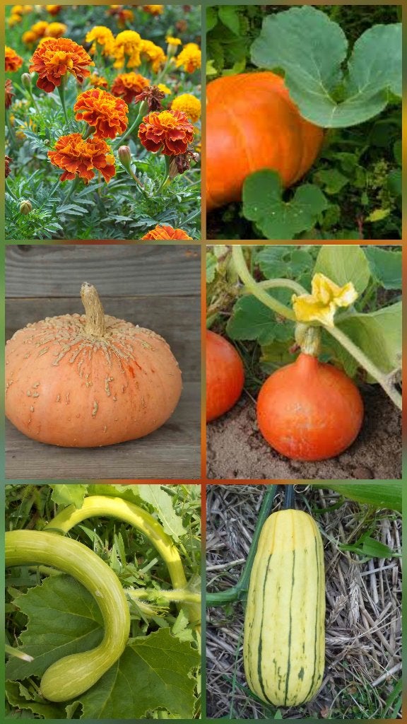 Biologische pompoenplanten/pompoens/courgette/goudsbloem, Tuin en Terras, Planten | Tuinplanten, Eenjarig, Groenteplanten, Volle zon