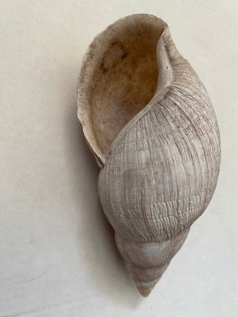schelpen buccinum, Ophalen of Verzenden, Schelp(en)