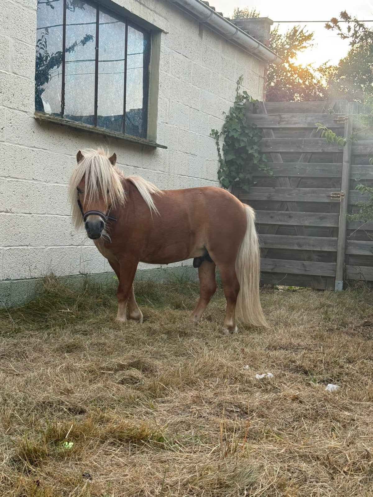 Poney shetland, Animaux & Accessoires, Poneys, Vermifugé, Poney A (jusqu'à 1.17 m), Étalon, 0 à 2 ans