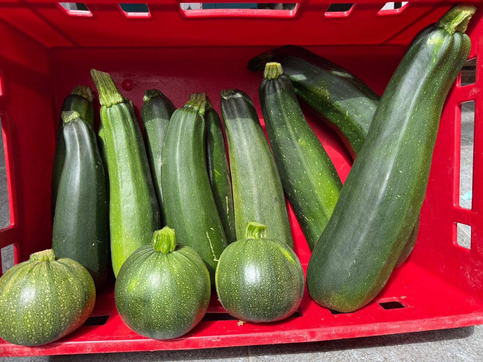 Courgettes, Zakelijke goederen, Landbouw | Aardappelen, Groenten, Fruit en Vlees, Ophalen
