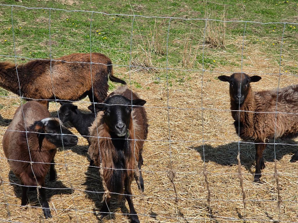 Kameroenschapen ter overname (5 stuks, samen weg), Plusieurs animaux, Chèvre