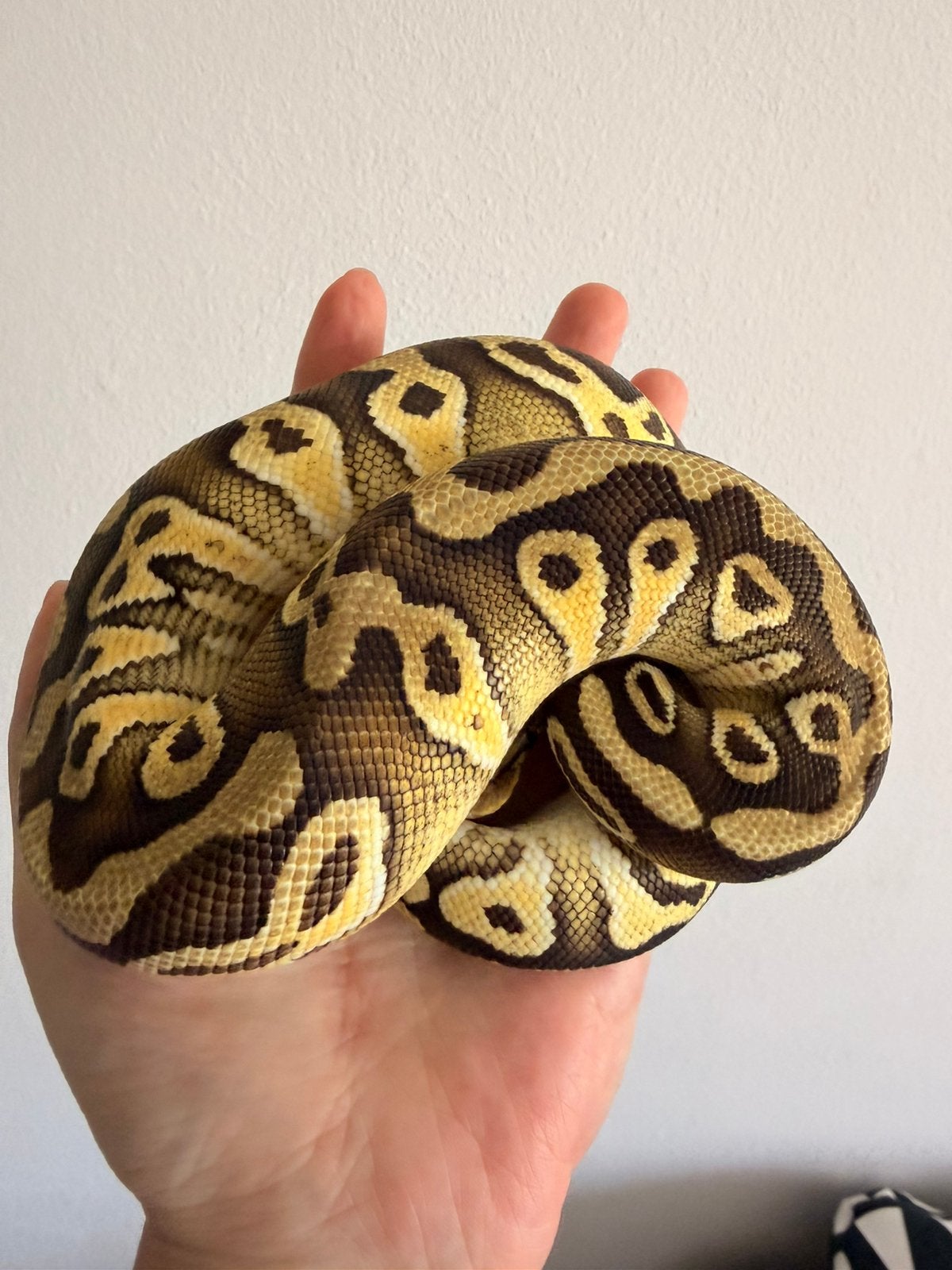 0.1 Python regius 9’25, Dieren en Toebehoren, Reptielen en Amfibieën
