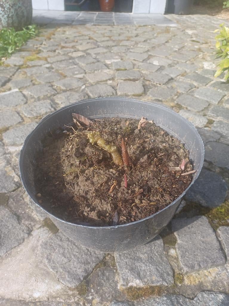 Veelbloemige salomonszegel, Ophalen, Halfschaduw, In pot, Lente