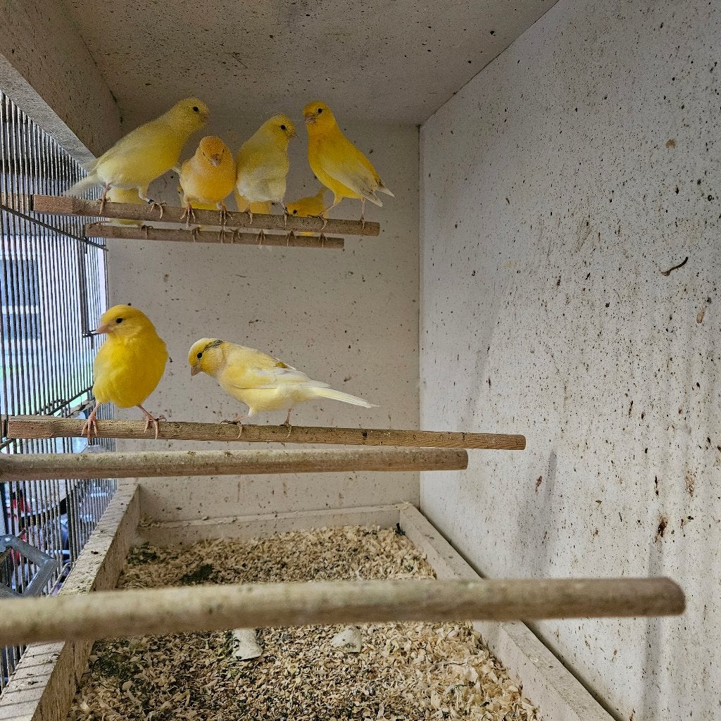 kanaries te koop, Meerdere dieren, Kleurkanarie