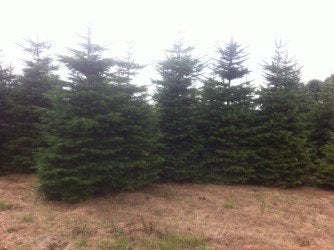 kerstbomen, Diversen, Kerst, Ophalen, Nieuw