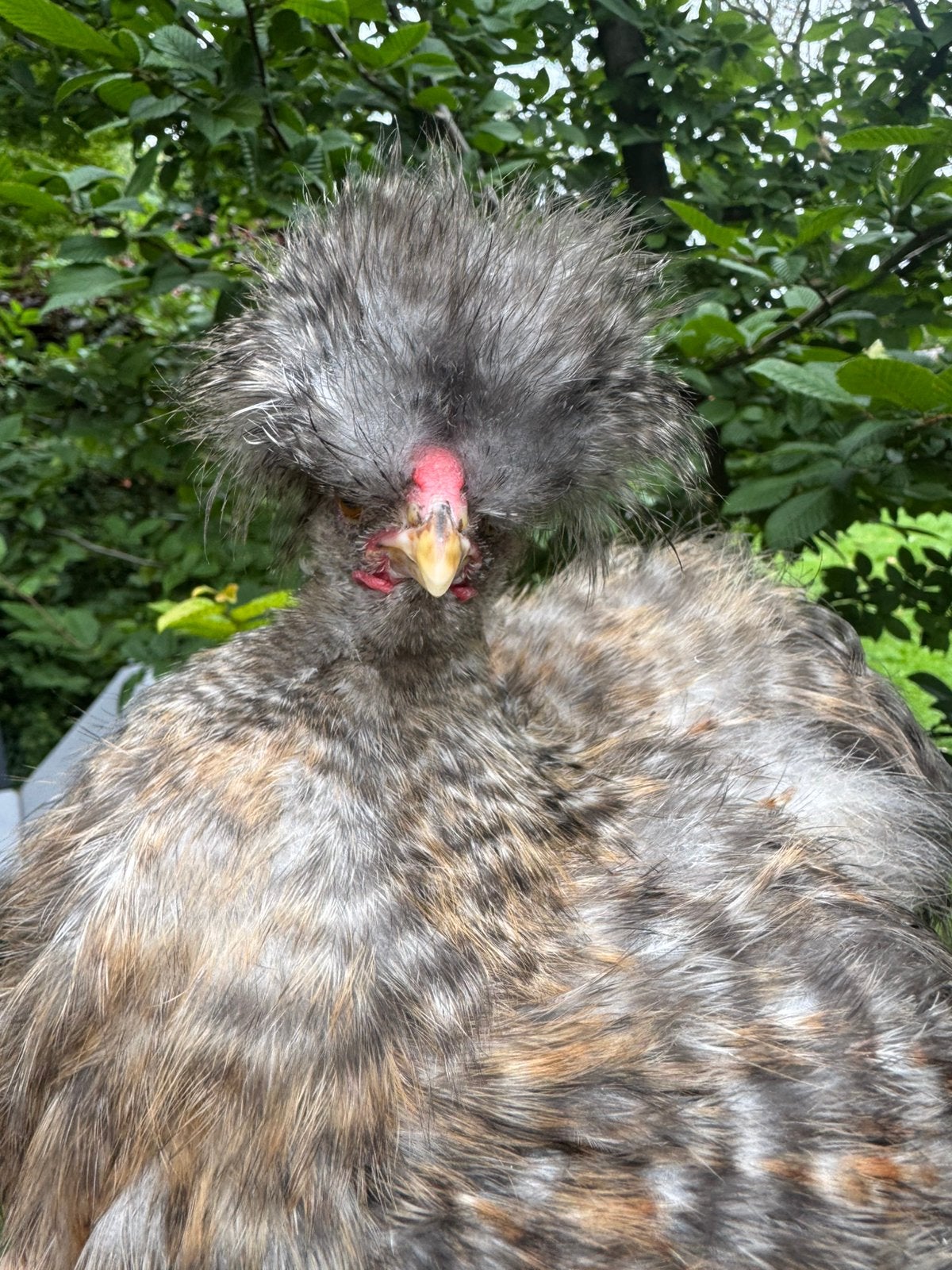 Jonge usa zijdehoen haantjes, Dieren en Toebehoren, Mannelijk, Kip
