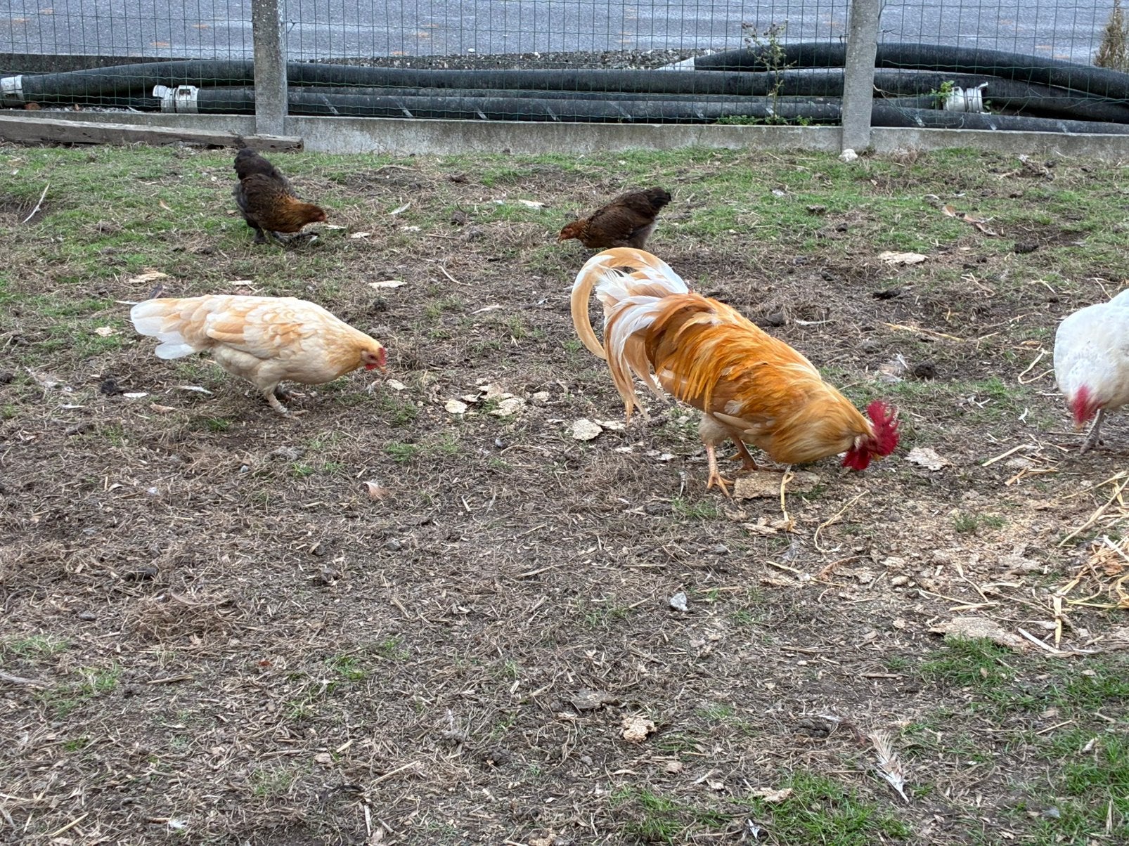Leghorn toom kippen, Dieren en Toebehoren, Meerdere dieren, Kip
