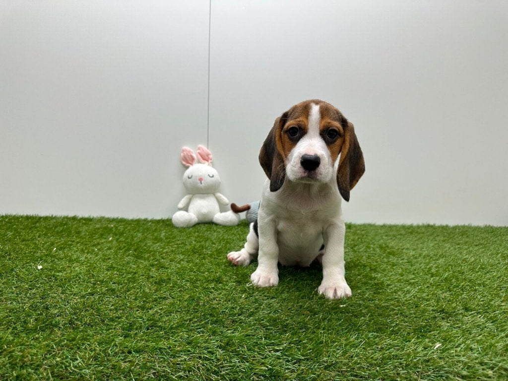 Beagle pups, Dieren en Toebehoren, België, Beagle, CDV (hondenziekte), 8 tot 15 weken