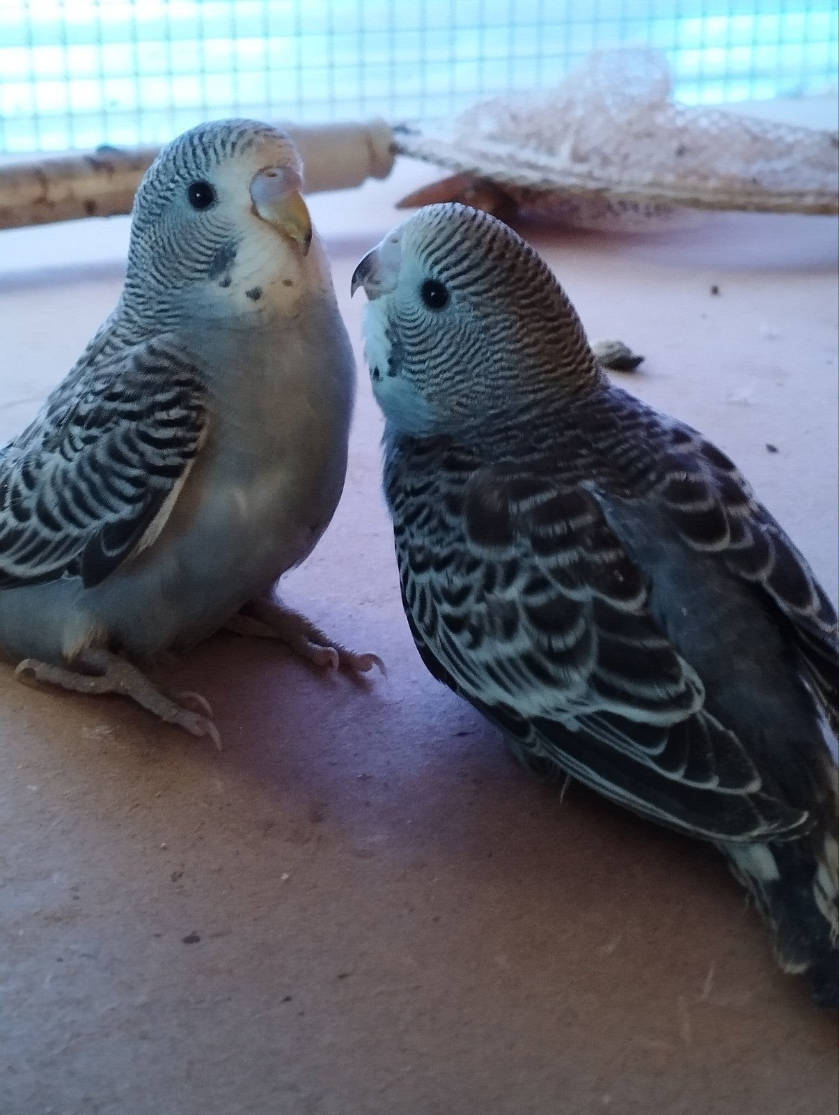 grasparkietjes, Dieren en Toebehoren