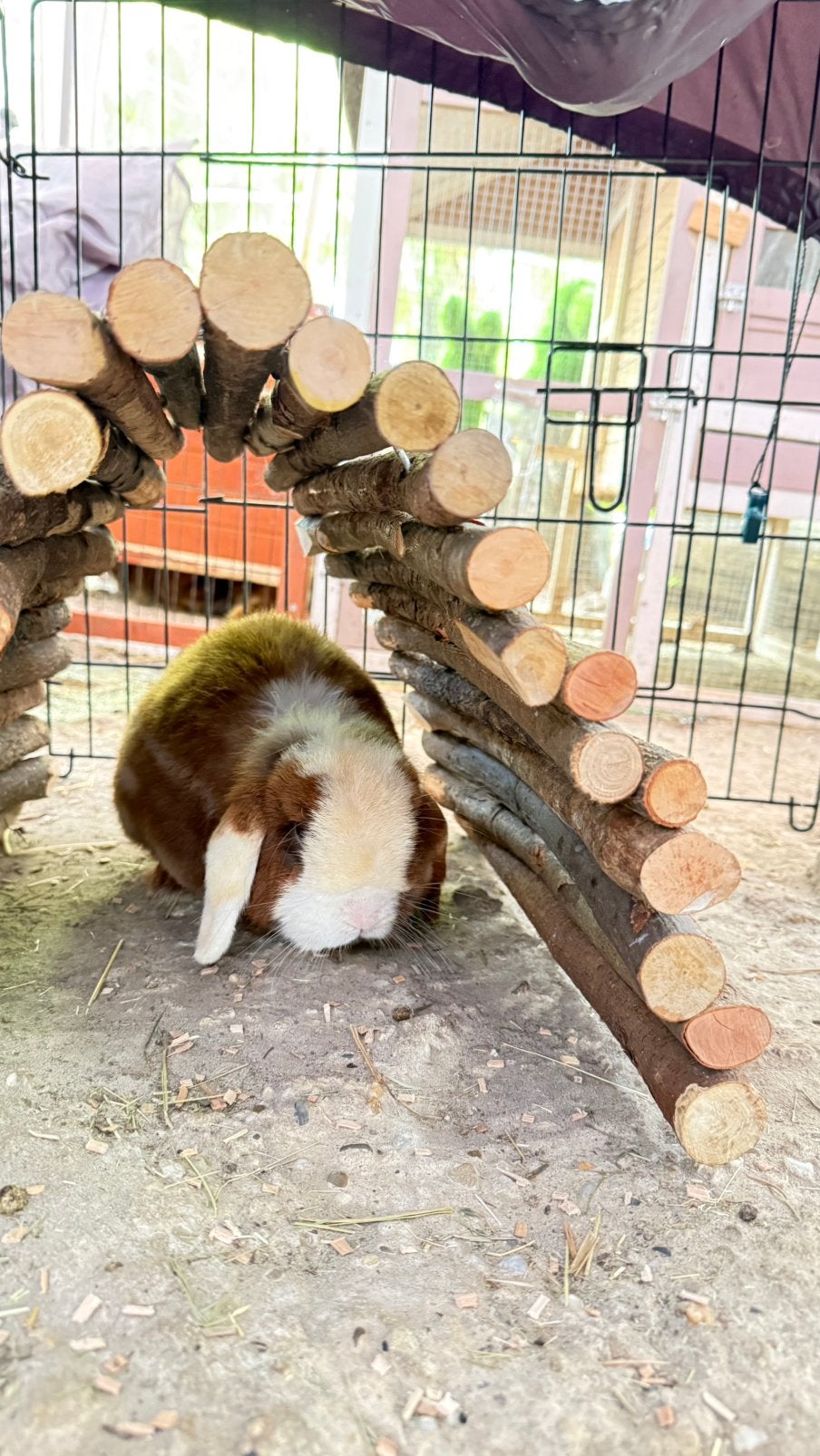 Deze lieverd zoekt nog een huisje ( ram )