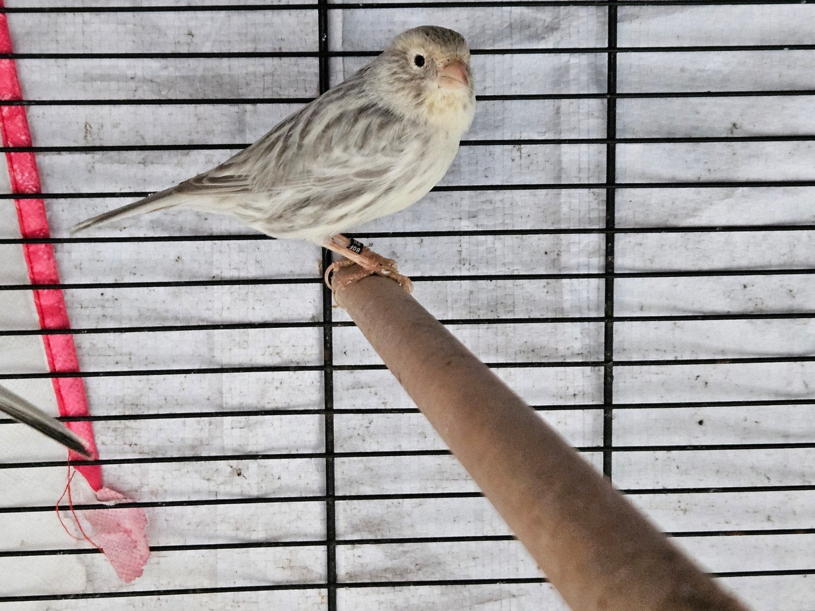 Zilvergrijze man, Dieren en Toebehoren, Vogels | Kanaries, Mannelijk, Kleurkanarie
