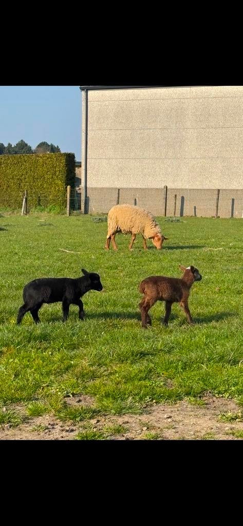 Ooi met 2 lammetjes