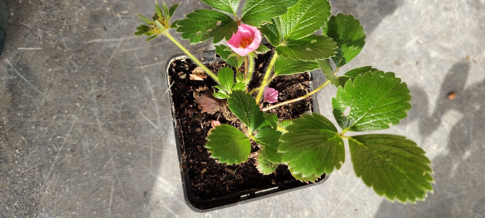aardbeiplanten, Ophalen, In pot
