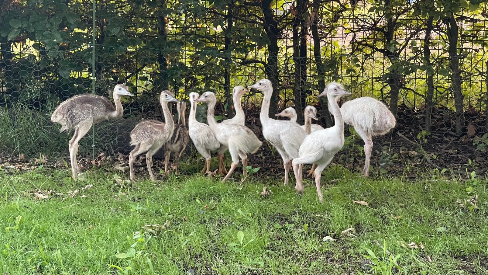 Nandoe kuikens, Plusieurs animaux, Autres espèces