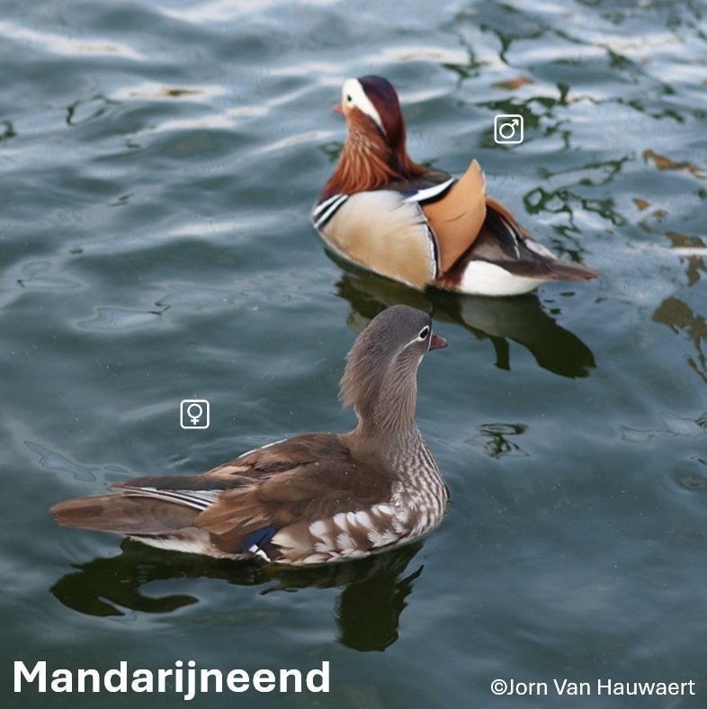 Siereenden Mandarijneenden 2026 te Wingene, Dieren en Toebehoren, Pluimvee, Meerdere dieren, Eend