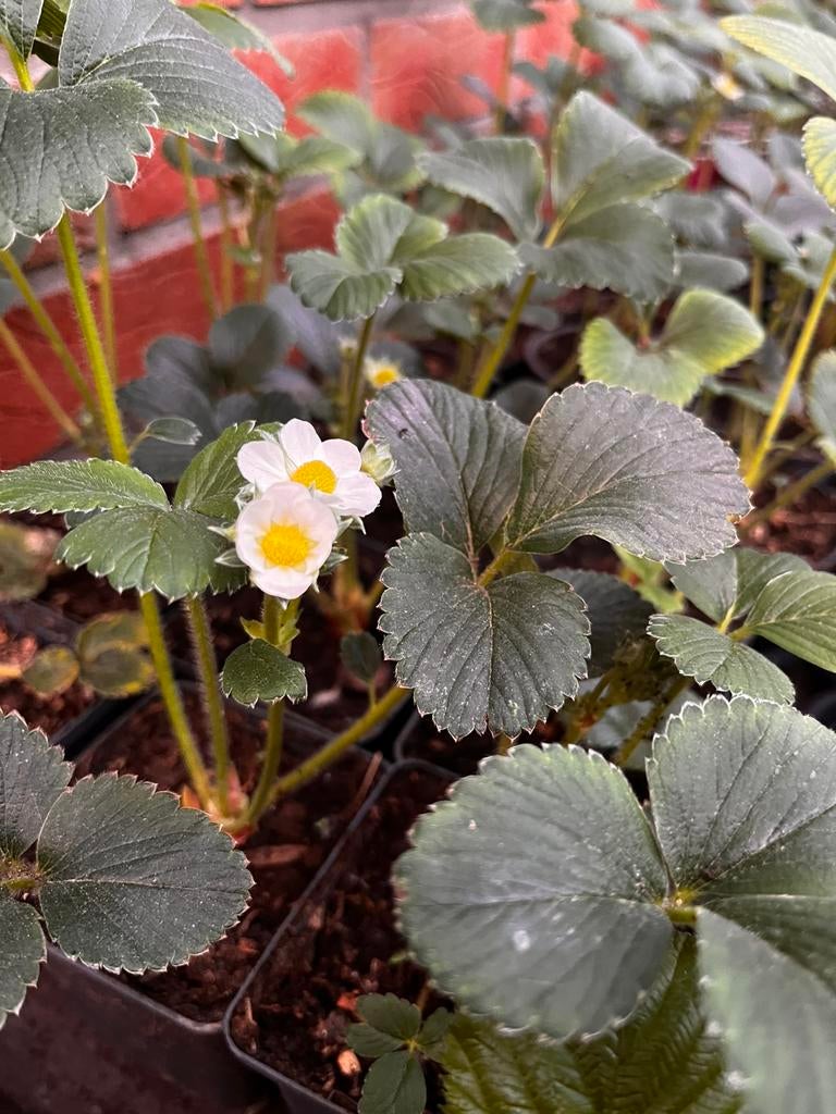 Aardbeienplanten te koop – klaar om te planten!, Tuin en Terras, Ophalen of Verzenden, Herfst, Vaste plant, Halfschaduw
