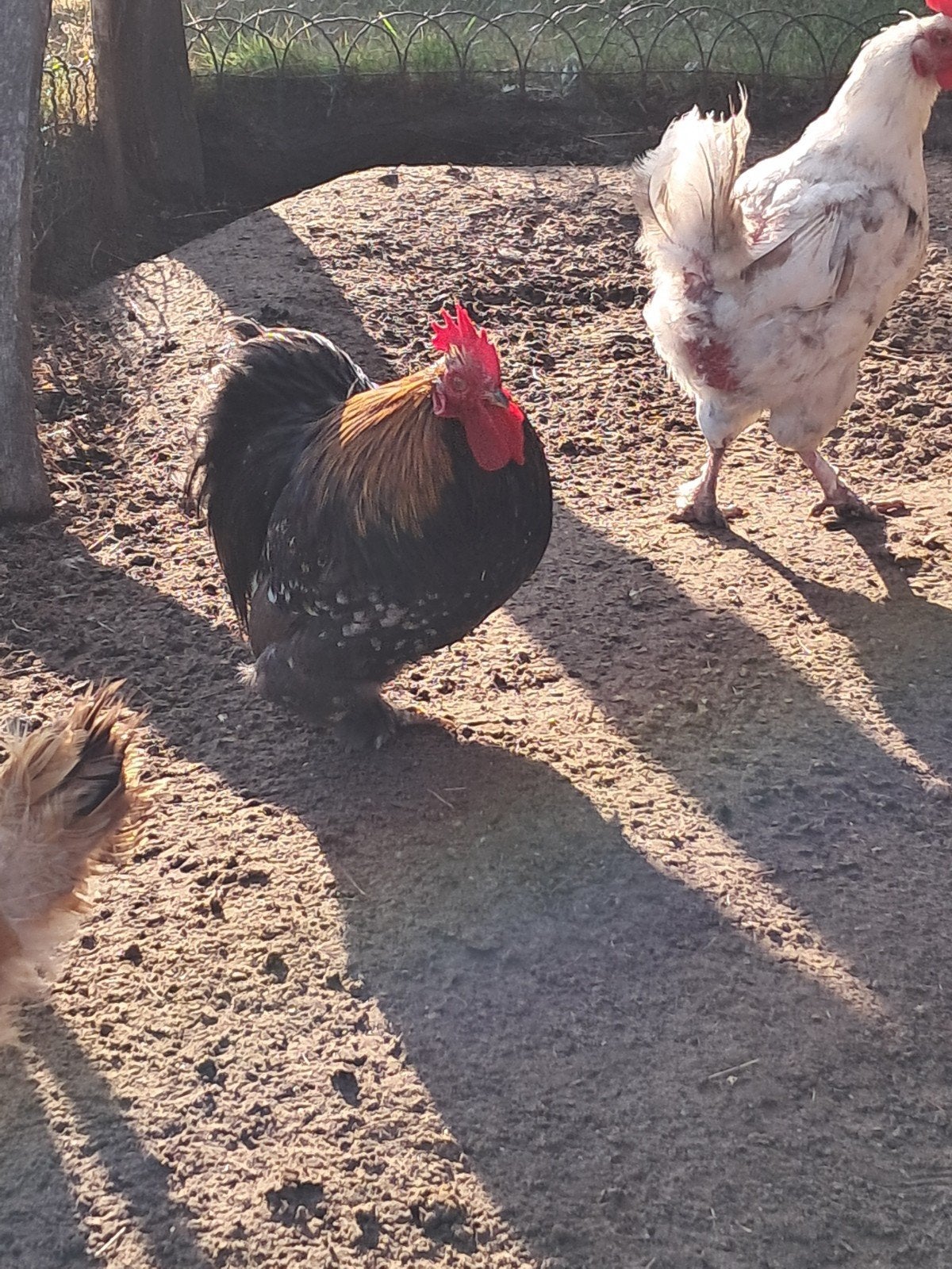Chochinhaantje zoekt kippenren, Dieren en Toebehoren, Pluimvee