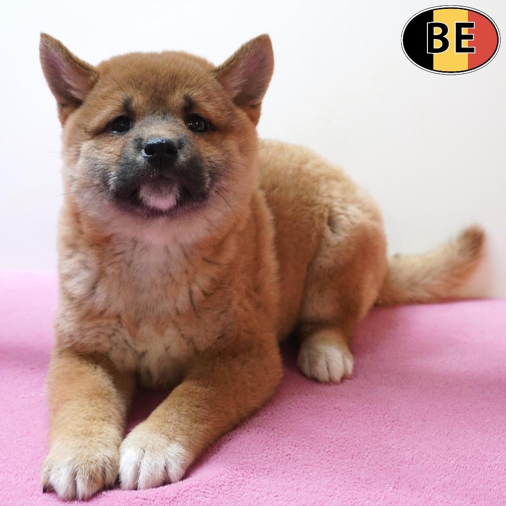 Shiba Inu, chiots belges à vendre, Commerçant, Autres races, 8 à 15 semaines, Plusieurs