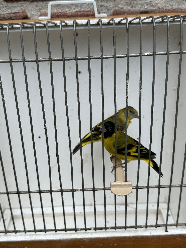 koppel zwartkopsijzen, Dieren en Toebehoren, Vogels | Overige Vogels, Meerdere dieren, Wildzangvogel, Geringd