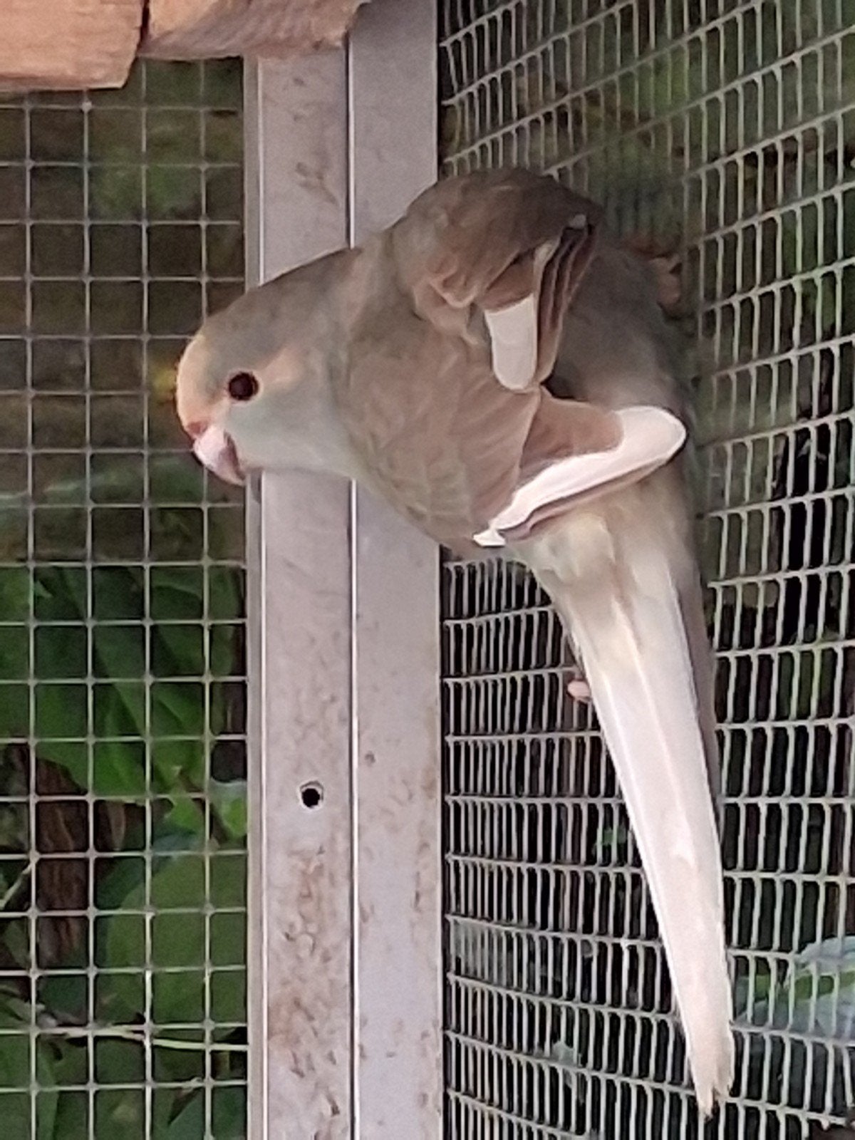 Kakariki, Dieren en Toebehoren, Vogels | Parkieten en Papegaaien, Geringd