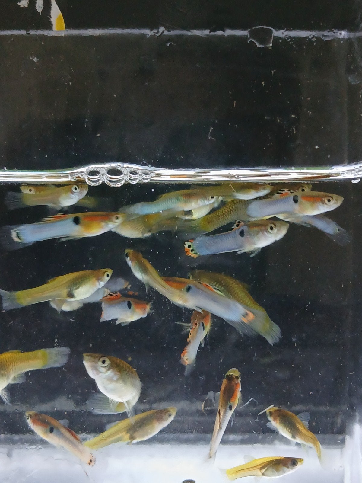 Japan blue endler guppy kweekgroepje (10 voor 10euro), Dieren en Toebehoren, Vis, Zoetwatervis, Schoolvis