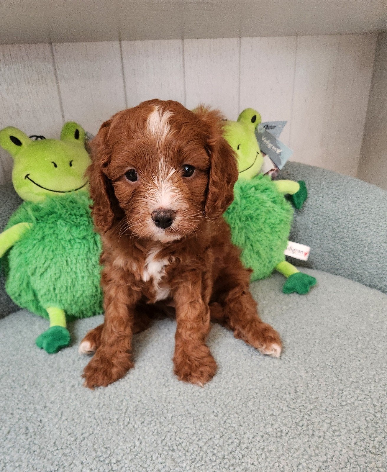 Cavapoo pups te koop, Petit, Maladie de Carré (chiens), Plusieurs, Belgique