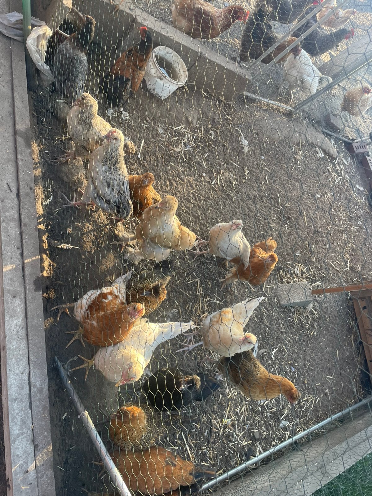 Kippen te koop, 4 maanden oud. Prijs: €10 per stuk., Dieren en Toebehoren, Pluimvee