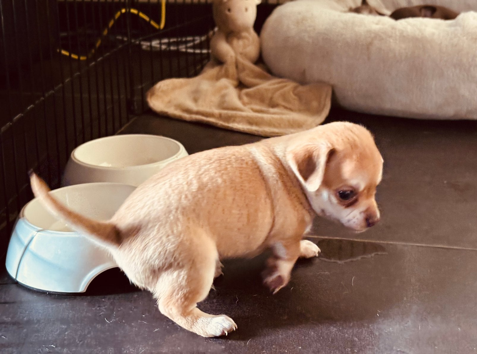 Chihuahua pups, België, Particulier, 8 tot 15 weken, CDV (hondenziekte)