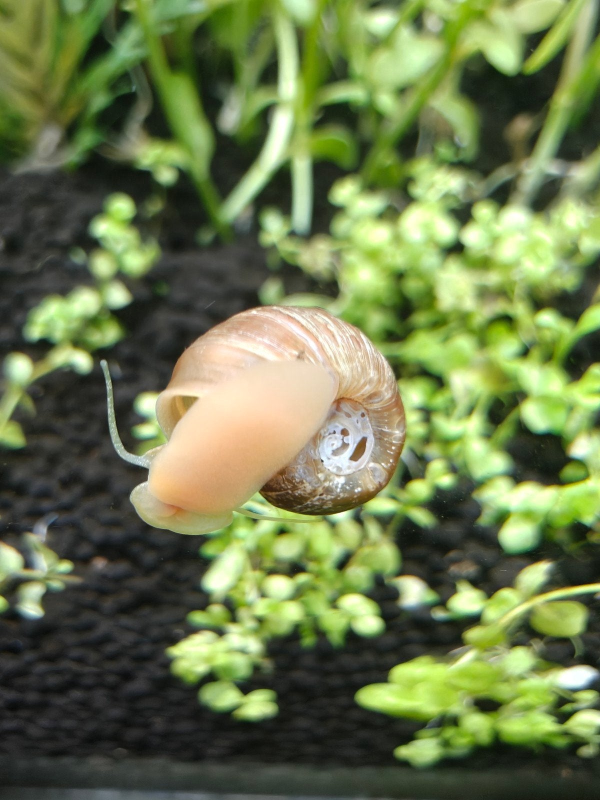 ramshorn / posthoornslakken, Dieren en Toebehoren, Vissen | Aquariumvissen
