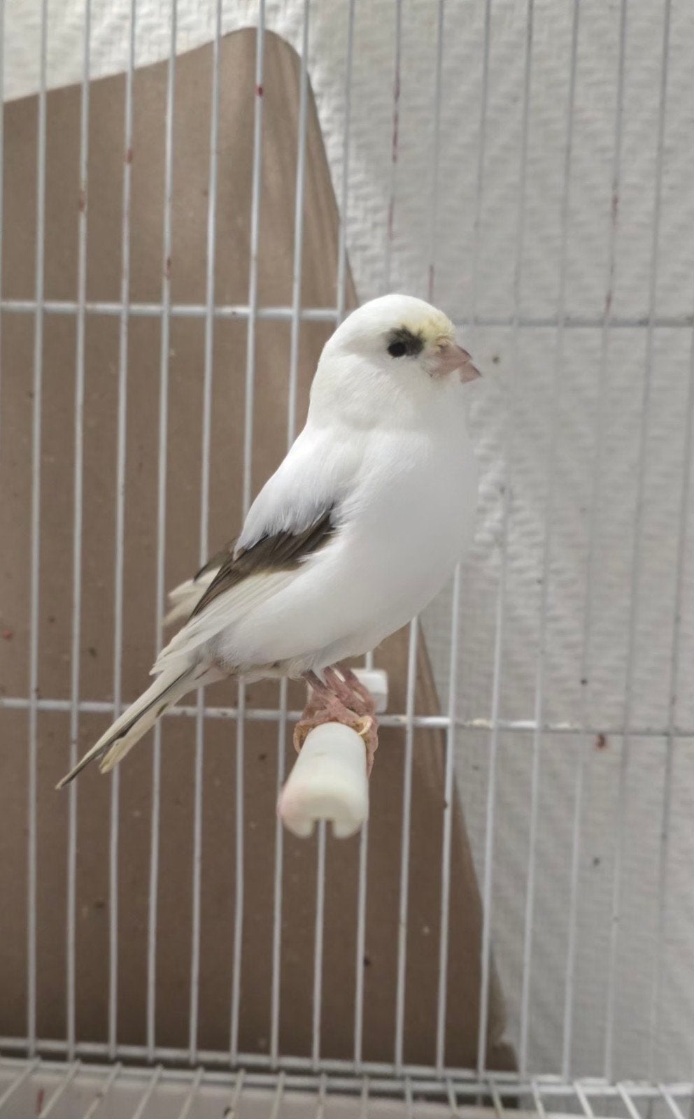 ,50 € ,koppel glosters van 2026, Dieren en Toebehoren