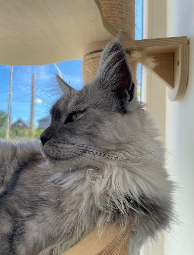 Maine Coon poes, Chatte ou Chat, Avec pedigree, 3 à 5 ans