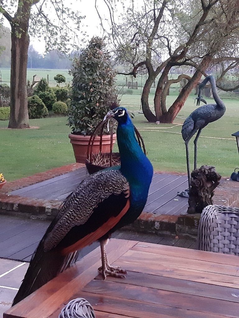 pauwen, Dieren en Toebehoren, Meerdere dieren