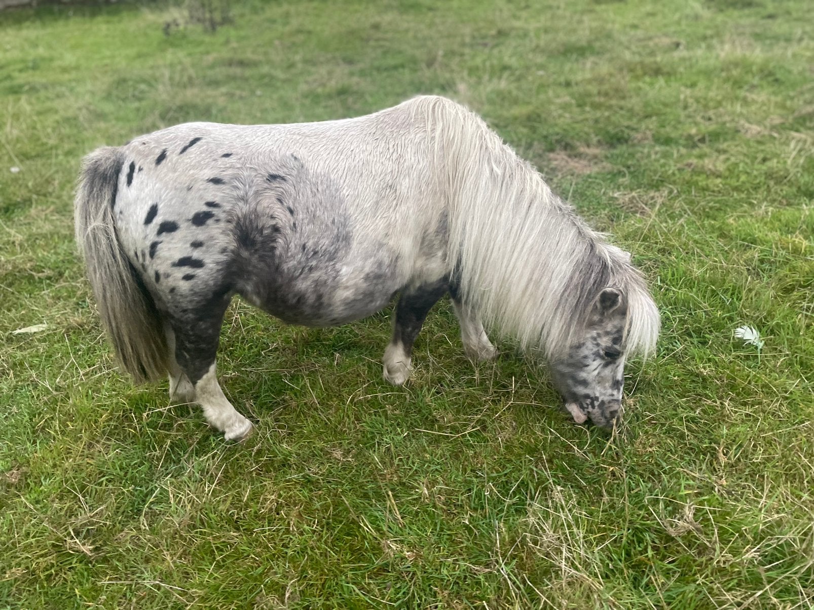 Appaloosa shetland merrie, Dieren en Toebehoren, Merrie