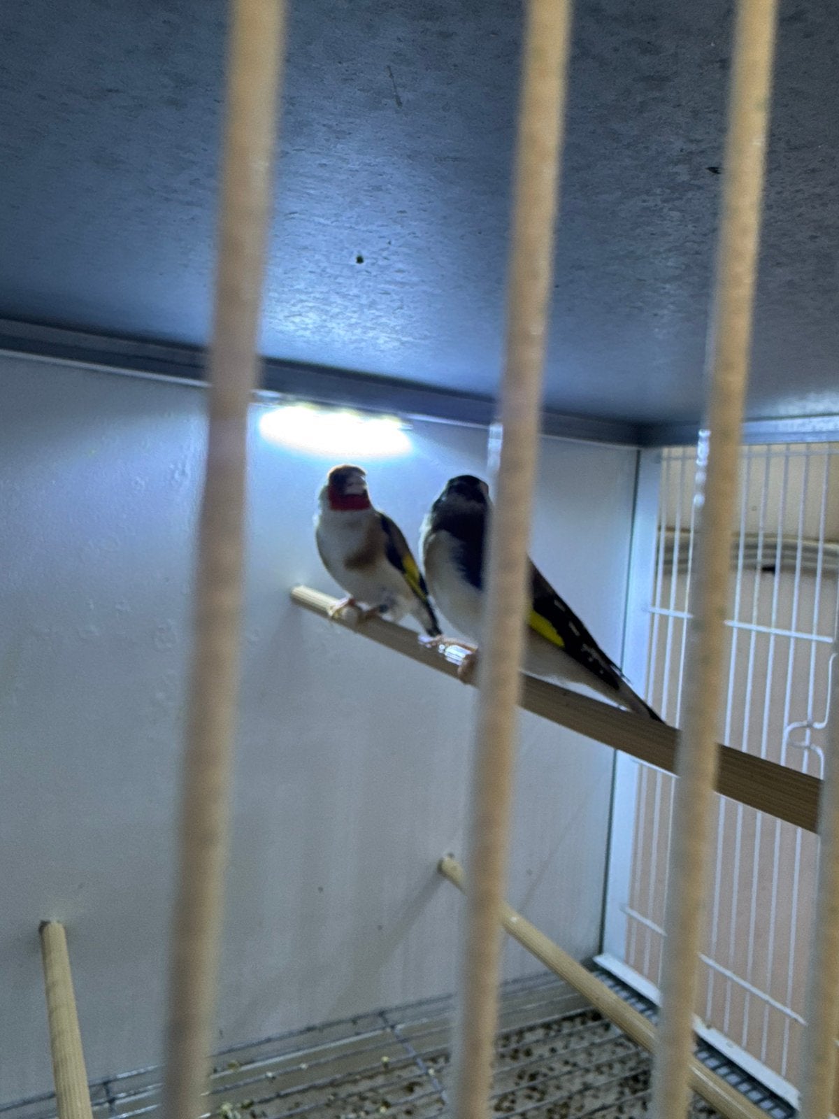 Koppel major distelvinken, Dieren en Toebehoren, Vogels | Kanaries