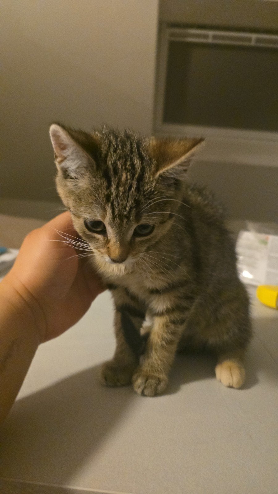 kitten tiger, Enlèvement, Fermé