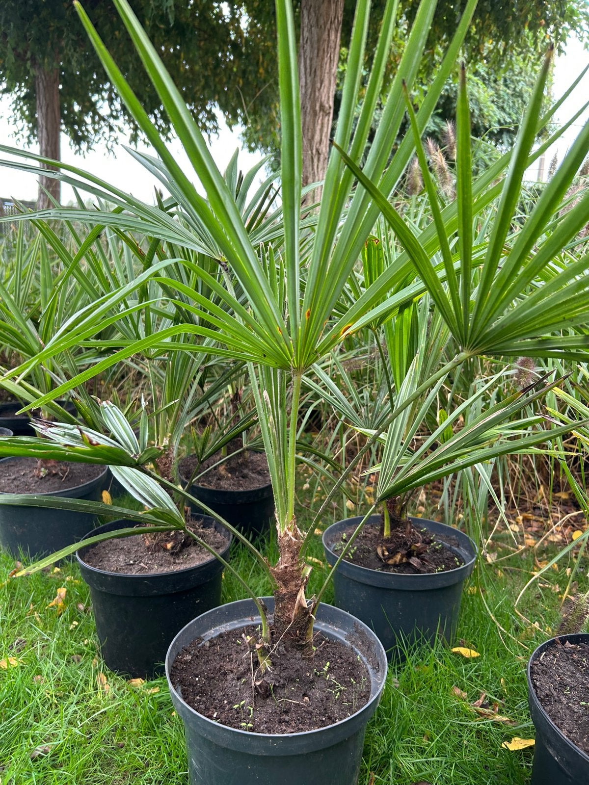 Palmbomen winterhard, Ophalen